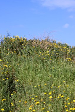 Tepedeki bahar çiçekleri. İsrail 'in bitkileri ve çiçekleri. Güzel güneşli bir gün.. 