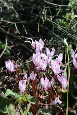 Siklamen çiçekleri fotoğrafı kapatır. İsrail 'in yabani çiçekleri. Bahar mevsimi. 