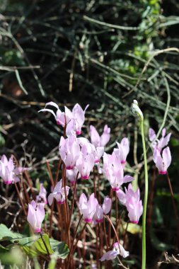 Vahşi çiçekler fotoğrafı kapatır. İsrail 'in bahar çiçekleri. Parkta güneşli güzel bir gün. Orta Doğu 'nun bitkileri ve çiçekleri. 