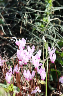 Siklamen çiçekleri fotoğrafı kapatır. İsrail 'in yabani çiçekleri. Bahar mevsimi. 