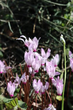 Siklamen çiçekleri fotoğrafı kapatır. İsrail 'in yabani çiçekleri. Bahar mevsimi. 