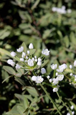 Güzel kır çiçekleri fotoğrafı. İsrail 'de bahar mevsimi. 