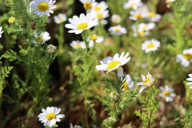 Güzel kır çiçekleri fotoğrafı. İsrail 'de bahar mevsimi. 