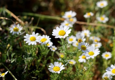 Vahşi çiçekler fotoğrafı kapatır. İsrail 'in bahar çiçekleri. Parkta güneşli güzel bir gün. Orta Doğu 'nun bitkileri ve çiçekleri. 