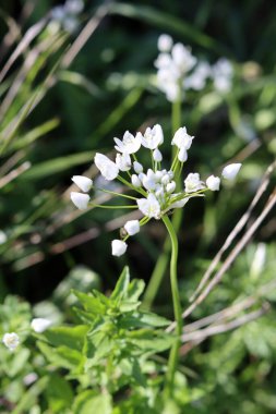 Güzel kır çiçekleri fotoğrafı. İsrail 'de bahar mevsimi. 