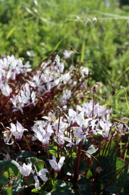 Vahşi çiçekler fotoğrafı kapatır. İsrail 'in bahar çiçekleri. Parkta güneşli güzel bir gün. Orta Doğu 'nun bitkileri ve çiçekleri. 