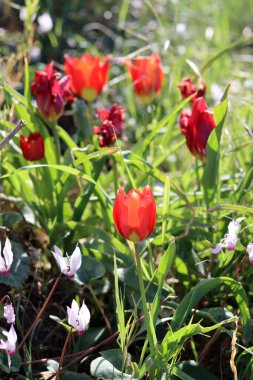 Vahşi bahar çiçekleri yakın çekim fotoğrafı. Şefkat kavramı. 
