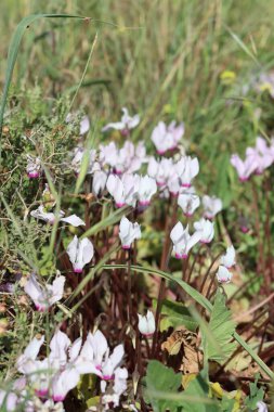Siklamen çiçekleri fotoğrafı kapatır. İsrail 'in yabani çiçekleri. Bahar mevsimi. 