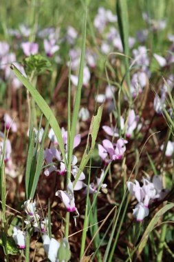 Siklamen çiçekleri fotoğrafı kapatır. İsrail 'in yabani çiçekleri. Bahar mevsimi. 