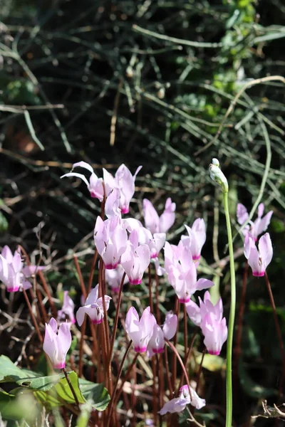 Vahşi çiçekler fotoğrafı kapatır. İsrail 'in bahar çiçekleri. Parkta güneşli güzel bir gün. Orta Doğu 'nun bitkileri ve çiçekleri. 