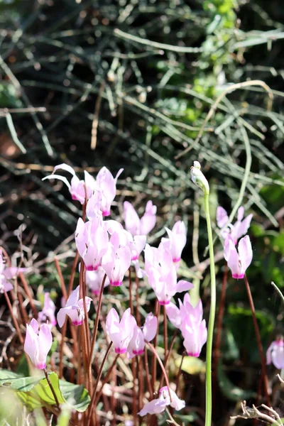 Siklamen çiçekleri fotoğrafı kapatır. İsrail 'in yabani çiçekleri. Bahar mevsimi. 