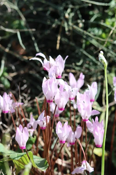 Vahşi çiçekler fotoğrafı kapatır. İsrail 'in bahar çiçekleri. Parkta güneşli güzel bir gün. Orta Doğu 'nun bitkileri ve çiçekleri. 