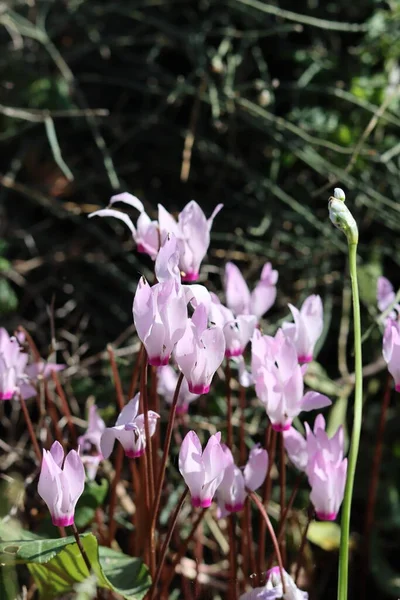 Siklamen çiçekleri fotoğrafı kapatır. İsrail 'in yabani çiçekleri. Bahar mevsimi. 