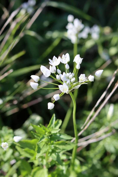 Güzel kır çiçekleri fotoğrafı. İsrail 'de bahar mevsimi. 