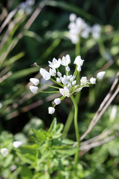 Vahşi çiçekler fotoğrafı kapatır. İsrail 'in bahar çiçekleri. Parkta güneşli güzel bir gün. Orta Doğu 'nun bitkileri ve çiçekleri. 