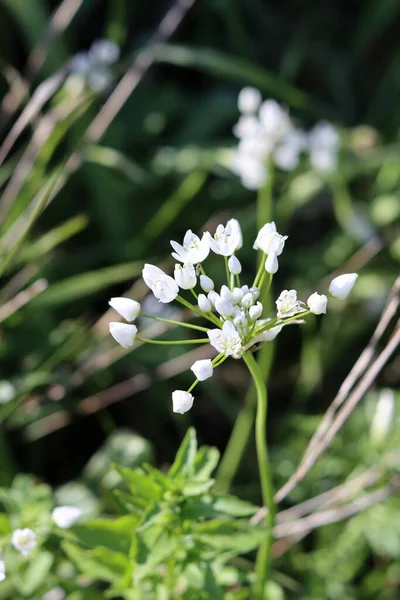 Beautiful Wild Flowers Photo Spring Season Israel — Stock Photo, Image