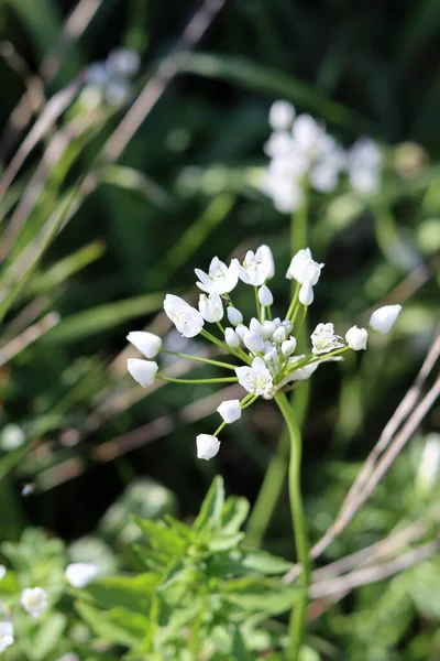 Vahşi çiçekler fotoğrafı kapatır. İsrail 'in bahar çiçekleri. Parkta güneşli güzel bir gün. Orta Doğu 'nun bitkileri ve çiçekleri. 