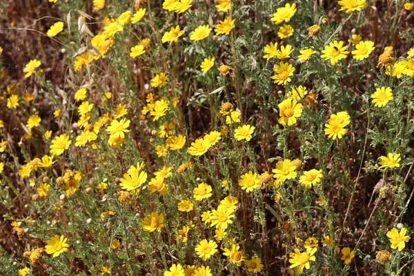 stock image Many small yellow flowers on a field. Spring flowers close up. Nature of Middle East. 