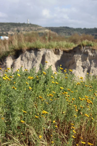 丘の上の春の花 イスラエルの植物や花 美しい晴れた日の屋外 — ストック写真