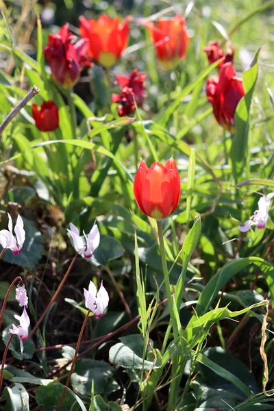 stock image Beautiful wild flowers photo. Spring season in Israel. 