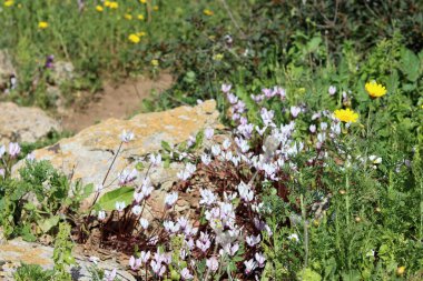 Siklamen çiçekleri fotoğrafı kapatır. İsrail 'in yabani çiçekleri. Bahar mevsimi. 