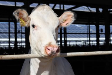 Çiftlik hayvanlarının fotoğrafı. Süt inekleri yaklaşıyor. Kulübedeki sevimli evcil hayvanlar.. 