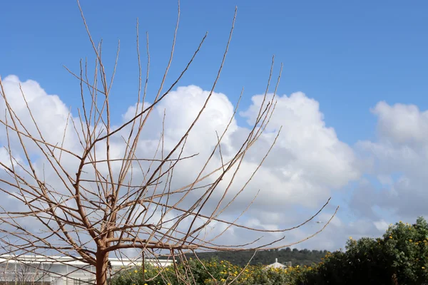 Безкістяне Дерево Зблизька Простий Композиційний Ландшафт Яскраве Дерево Хмарне Блакитне — стокове фото