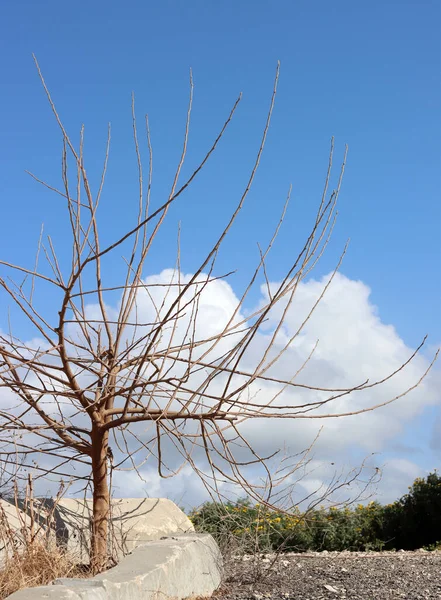 Leafless tree close up photo. Simple composition landscape. Bare tree, cloudy blue sky. Nature of Israel.