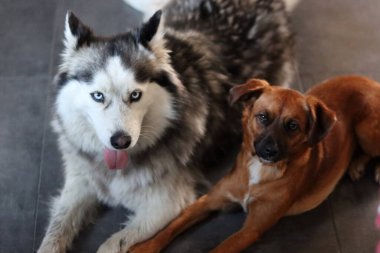 Husky köpek ve küçük melez köpek evde yerde birlikte yatıyorlar. Fotokopi alanı olan gri arkaplan. En iyi arkadaş konsepti. 