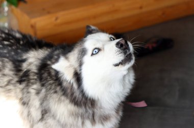 Güzel mavi gözlü Sibirya Husky 'sinin yakın çekimi. Mutlu hayvan konsepti. 