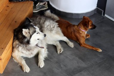 Husky köpek ve küçük melez köpek evde yerde birlikte yatıyorlar. Fotokopi alanı olan gri arkaplan. En iyi arkadaş konsepti. 