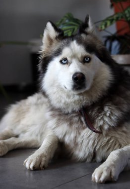 Alaska Malamute, yakın plan portre, seçici odaklanma. Evde sevimli, öfkeli bir köpek var. Mutlu hayvan konsepti. 