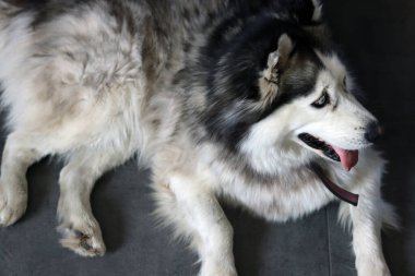 Alaska Malamute, yakın plan portre, seçici odaklanma. Evde sevimli, öfkeli bir köpek var. Mutlu hayvan konsepti. 