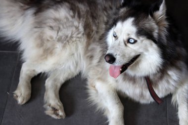 Mavi gözlü ve dili dışarı sarkmış Sibirya Husky köpeği. Kürklü köpek portreyi kapat. Hayvan bakımı konsepti. Kopyalama alanı olan gri arkaplan. 