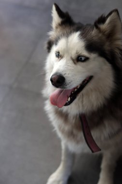 Mavi gözlü ve dili dışarı sarkmış Sibirya Husky köpeği. Kürklü köpek portreyi kapat. Hayvan bakımı konsepti. Kopyalama alanı olan gri arkaplan. 