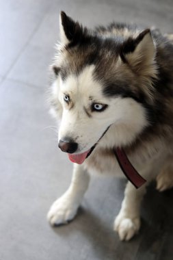 Alaska Malamute köpeği, mavi gözlü ve dili dışarıda. Gri tüylü köpeğin yakın portresi. Hayvan bakımı konsepti. 