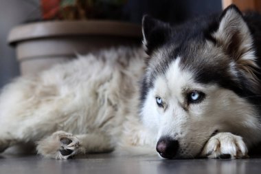 Güzel mavi gözlü Sibirya Husky 'sinin yakın çekimi. Mutlu hayvan konsepti. 