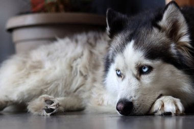 Güzel mavi gözlü Sibirya Husky 'sinin yakın çekimi. Mutlu hayvan konsepti. 