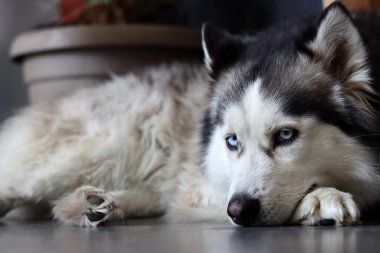 Alaska Malamute, yakın plan portre, seçici odaklanma. Evde sevimli, öfkeli bir köpek var. Mutlu hayvan konsepti. 