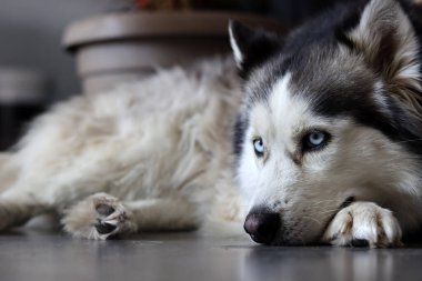 Alaska Malamute, yakın plan portre, seçici odaklanma. Evde sevimli, öfkeli bir köpek var. Mutlu hayvan konsepti. 