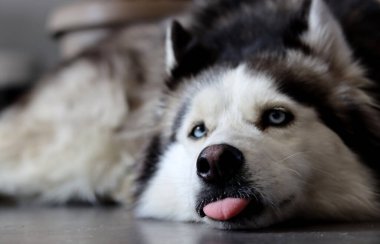 Mavi gözlü ve dili dışarı sarkmış Sibirya Husky köpeği. Kürklü köpek portreyi kapat. Hayvan bakımı konsepti. Kopyalama alanı olan gri arkaplan. 