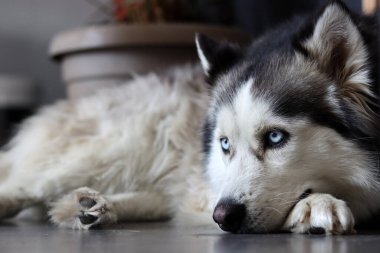 Güzel mavi gözlü Sibirya Husky 'sinin yakın çekimi. Mutlu hayvan konsepti. 