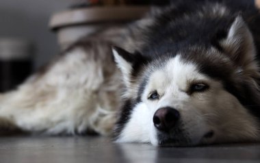 Güzel mavi gözlü Sibirya Husky 'sinin yakın çekimi. Mutlu hayvan konsepti. 