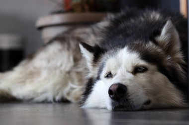 Alaska Malamute, yakın plan portre, seçici odaklanma. Evde sevimli, öfkeli bir köpek var. Mutlu hayvan konsepti. 
