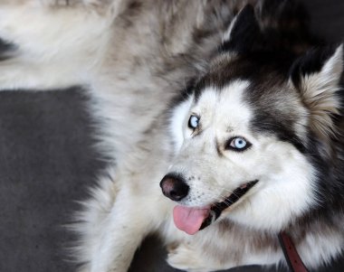 Mavi gözlü ve dili dışarı sarkmış Sibirya Husky köpeği. Kürklü köpek portreyi kapat. Hayvan bakımı konsepti. Kopyalama alanı olan gri arkaplan. 