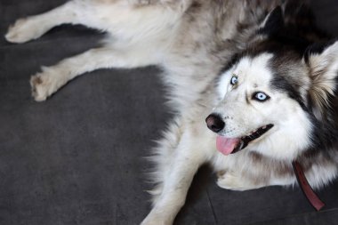Alaska Malamute köpeği, mavi gözlü ve dili dışarıda. Gri tüylü köpeğin yakın portresi. Hayvan bakımı konsepti. 