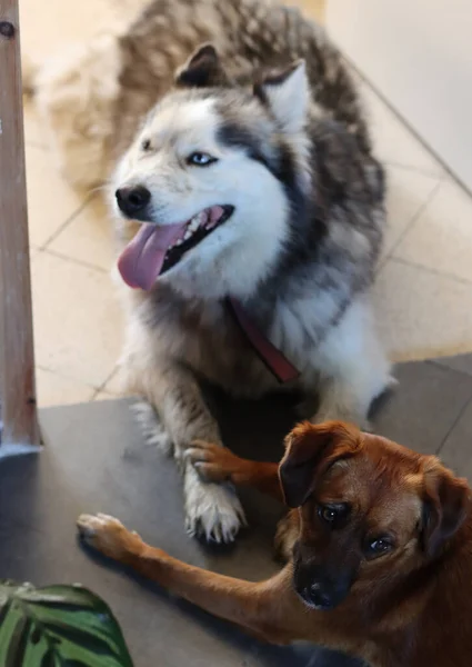 Perro Husky Siberiano Con Amigo Acostado Suelo Gris Dos Perros —  Fotos de Stock