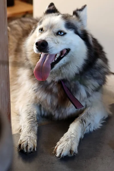 Perro Husky Siberiano Con Ojos Azules Lengua Colgando Perro Peludo — Foto de Stock