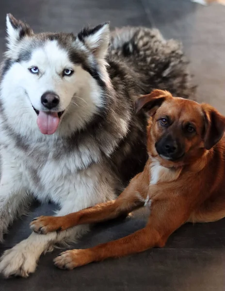 西伯利亚哈士奇犬和他的朋友躺在灰色的地板上 两只狗牵着爪子 宠物的友谊概念 可爱的狗狗合影 — 图库照片