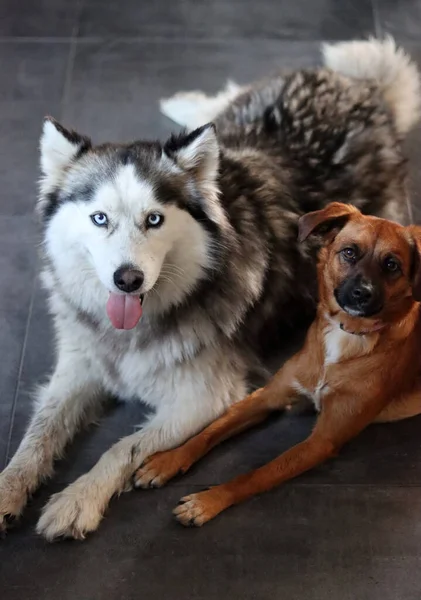 西伯利亚哈士奇犬 蓝眼睛 舌头伸出 毛毛狗把肖像画贴紧了 宠物护理的概念 带有复制空间的灰色背景 — 图库照片